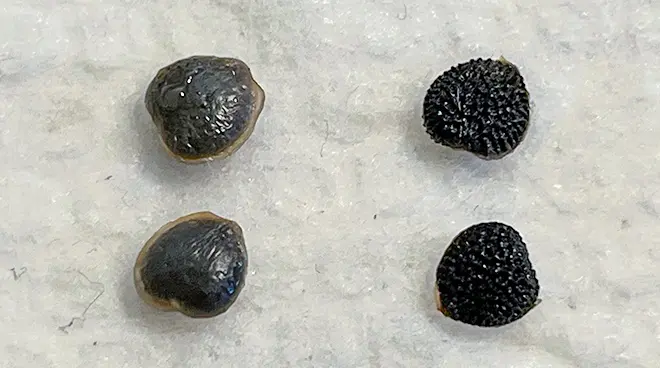 アデニア グラウカの育て方