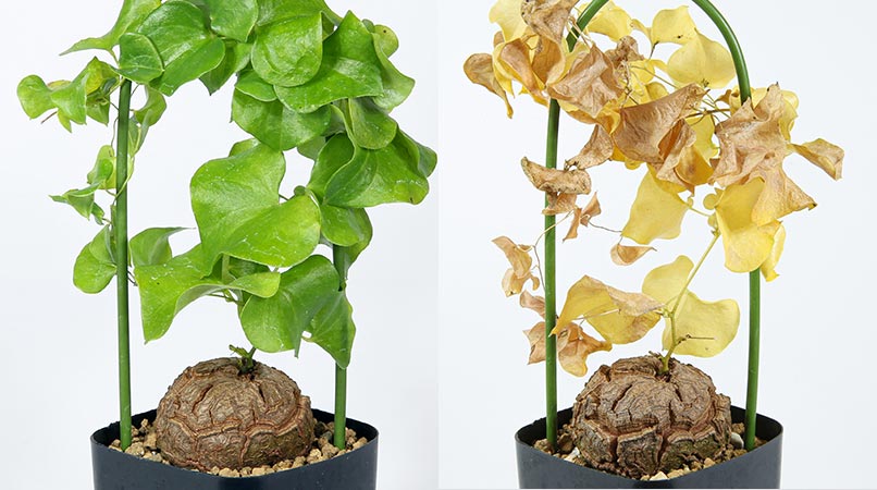 塊根植物・コーデックスの育て方・おすすめの種類