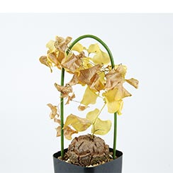 caudex-dioscorea-elephantipes-