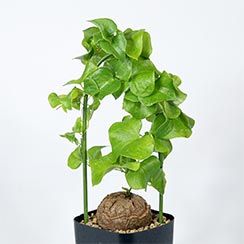 caudex-dioscorea-elephantipes-
