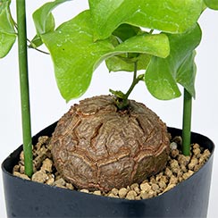 caudex-dioscorea-elephantipes-