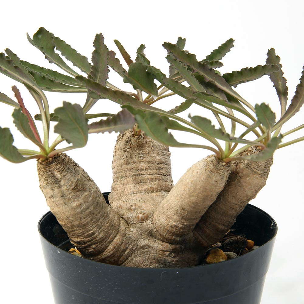 caudex-euphorbia-crispa-au01.jpg