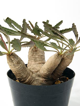 caudex-euphorbia-crispa-step01.jpg