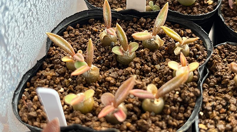 caudex-euphorbia-cylindrifolia