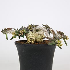 ユーフォルビア キリンドリフォリア ① ユーフォルビア キリンドリフォリアの育て方