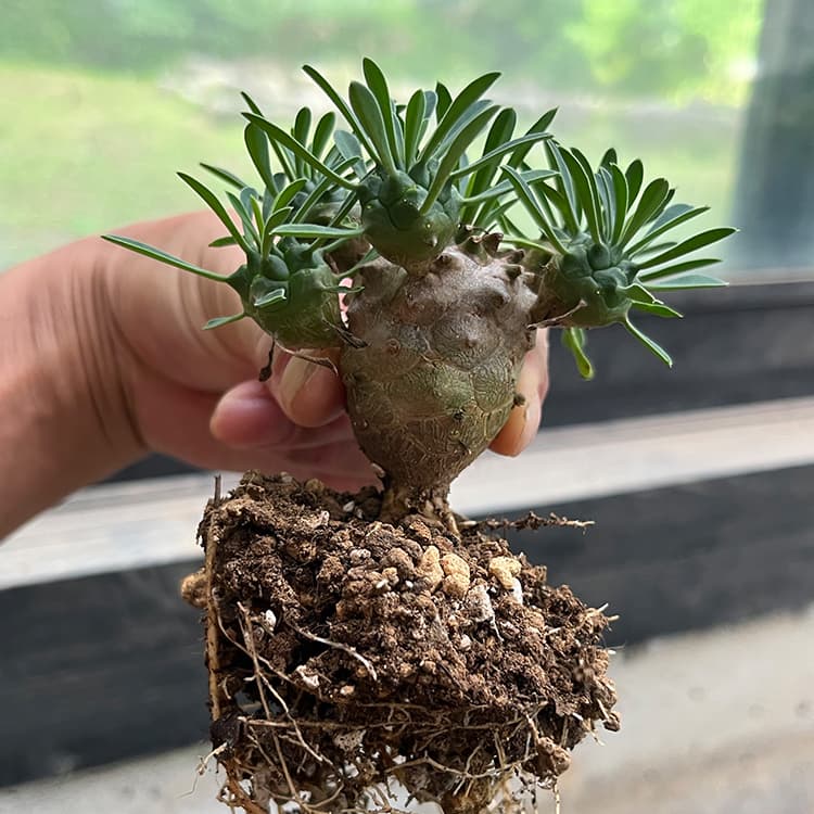 caudex-euphorbia-gabisan-
