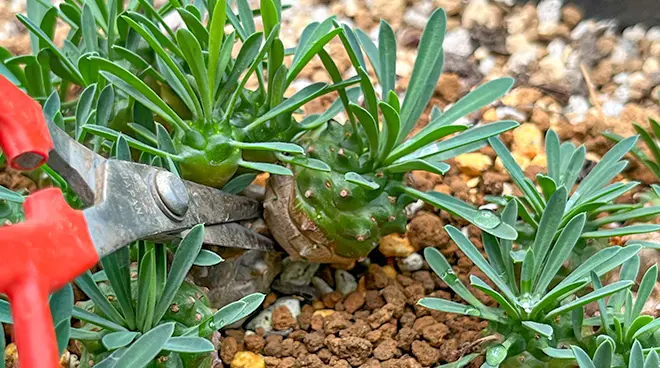 ユーフォルビア 峨眉山の育て方