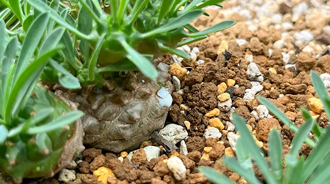【大群生株】ユーフォルビア峨眉山 サボテン 多肉植物 塊根 多肉植物：ユーフォルビア 峨眉山（がびざん）*M 幅8cm : 遊恵