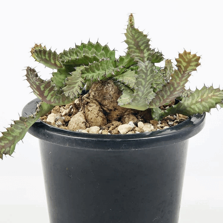 ユーフォルビア 飛竜の育て方