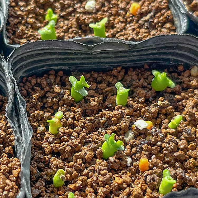 ユーフォルビア 飛竜の育て方