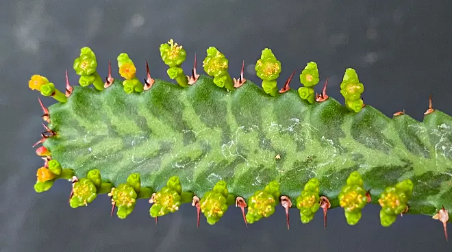 ユーフォルビア 飛竜の育て方