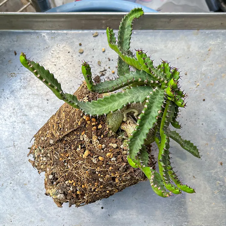 飛龍　ステラータ　美株 発根済み 飛龍 ステラータ 美株 発根済み