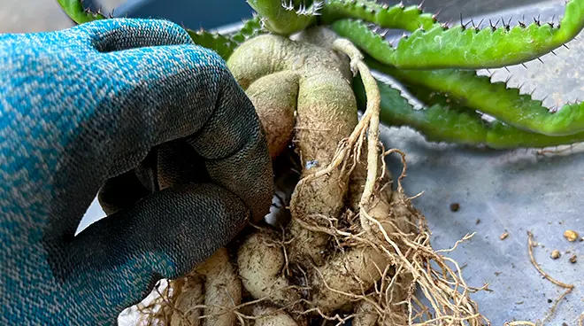 ユーフォルビア 飛竜の育て方