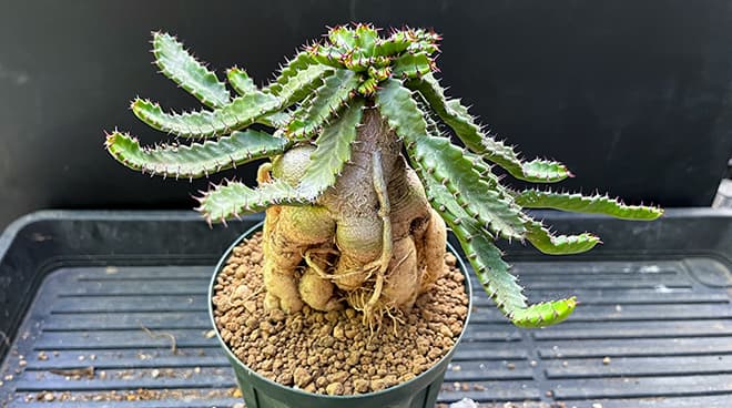 caudex-euphorbia-stellata-