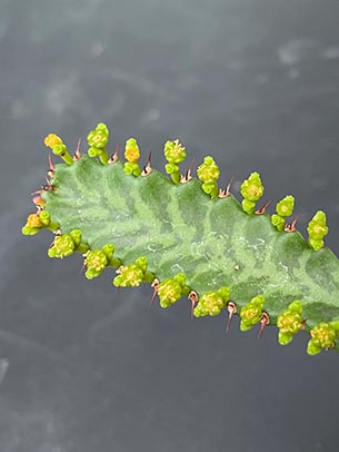 ユーフォルビア ステラータ 飛竜 の育て方