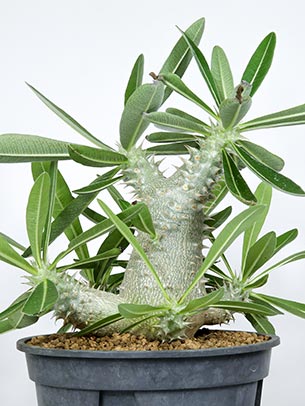 パキポディウム デンシフローラムの育て方