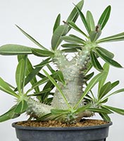 塊根植物・コーデックスの育て方・おすすめの種類