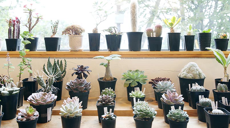 塊根植物・コーデックスの育て方・おすすめの種類