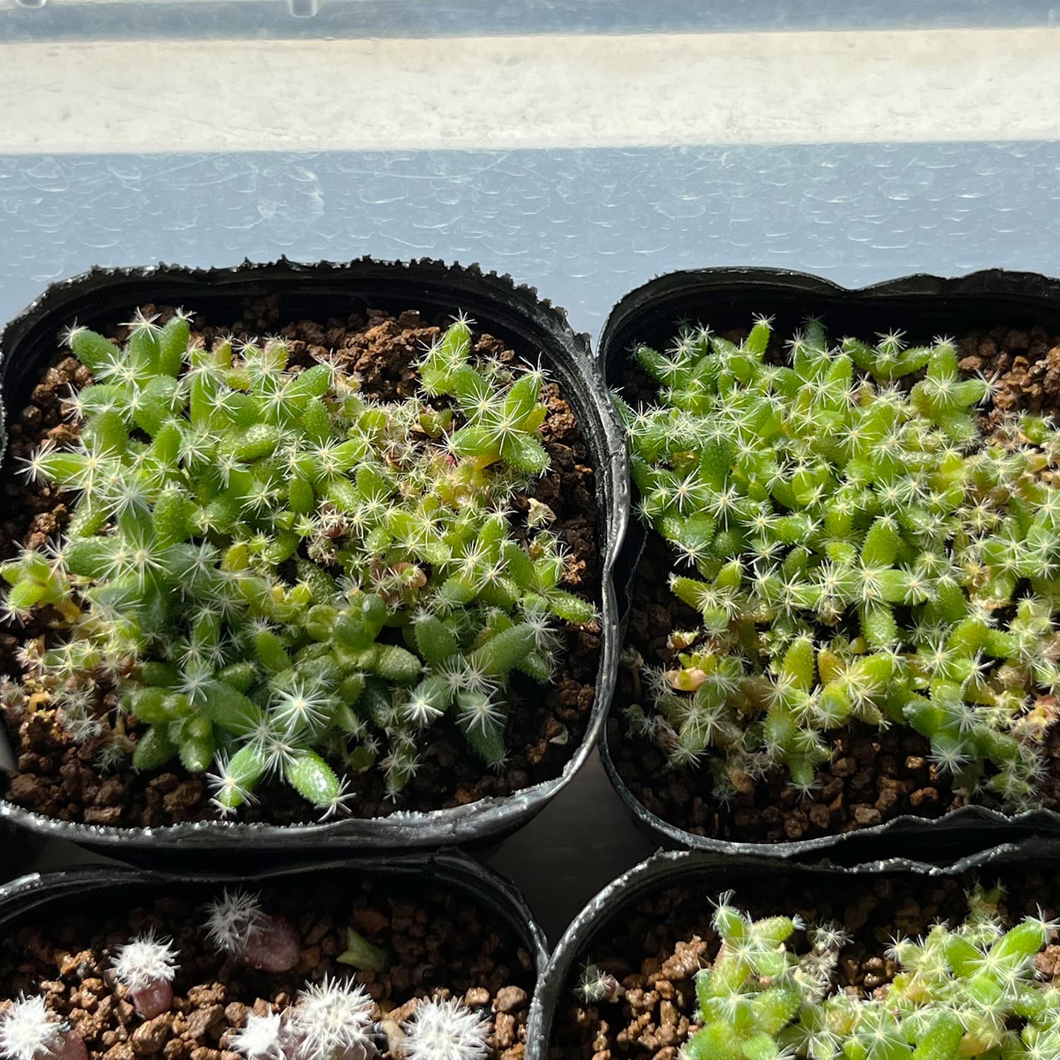 トリコディアデマ デンサム（紫晃星）の育て方