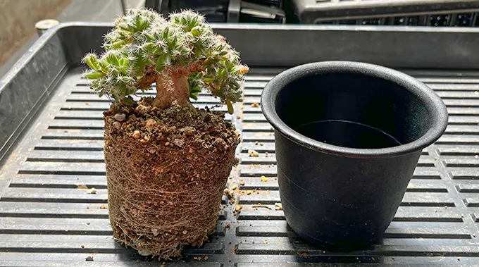 多肉植物 紫晃星♡抜き苗(^○^) 多肉植物 紫晃星デンサム 抜き苗 - メルカリ