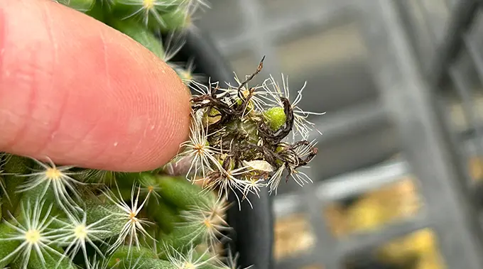 トリコディアデマ デンサム（紫晃星）の育て方