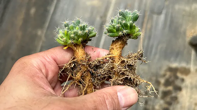 多肉植物 紫晃星♡抜き苗(^○^) トリコディアデマ デンサム（紫晃星）の育て方