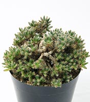 塊根植物・コーデックスの育て方・おすすめの種類