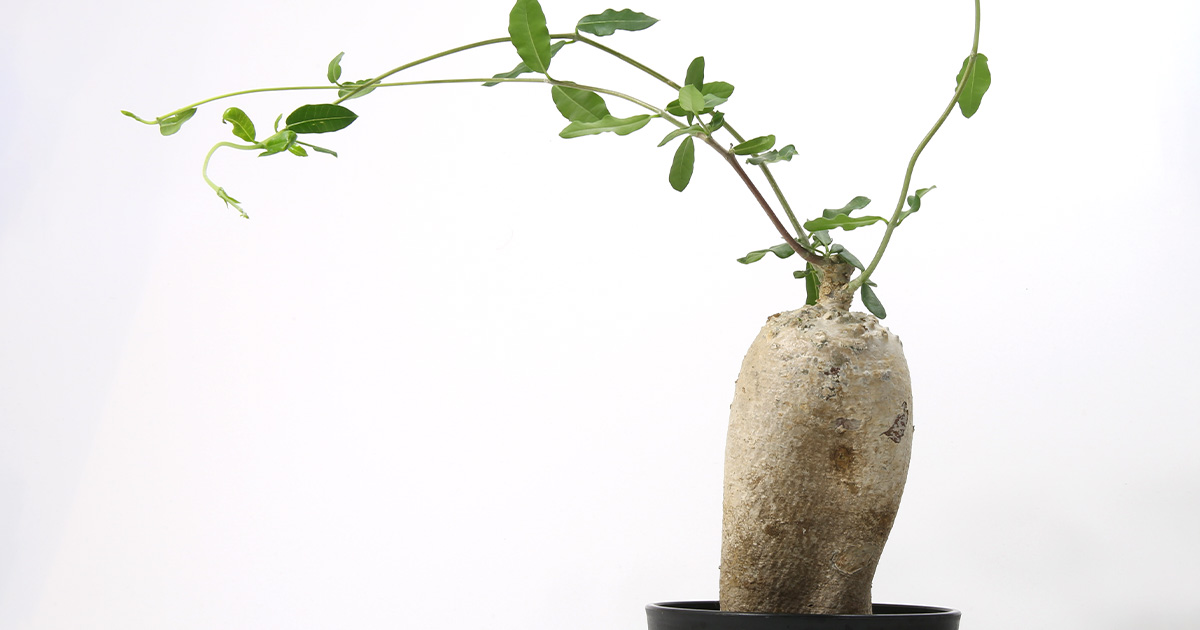 ogp-caudex-fockea-edulis.jpg ogp-caudex-fockea-edulis.jpg