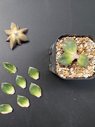 echeveria-monocerotis-step02.jpg