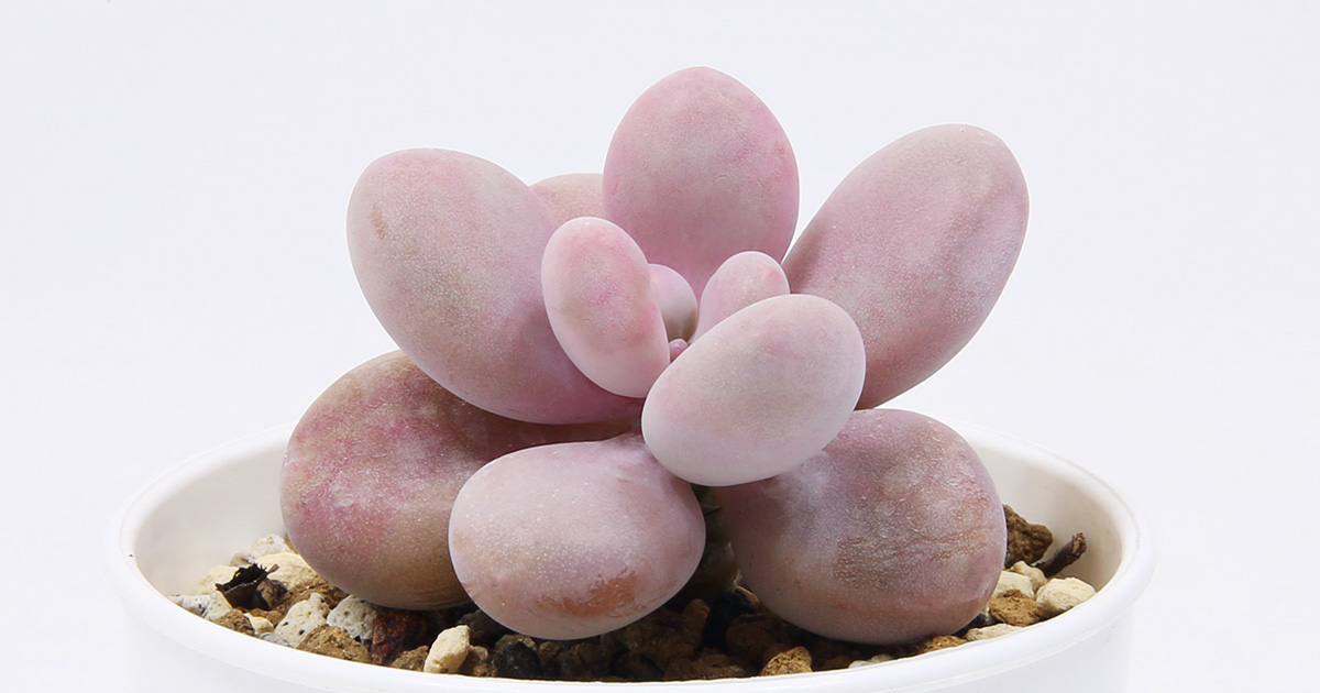 【激レア@2980】アメジスティヌム×モンブラン ogp-succulent-graptopetalum-