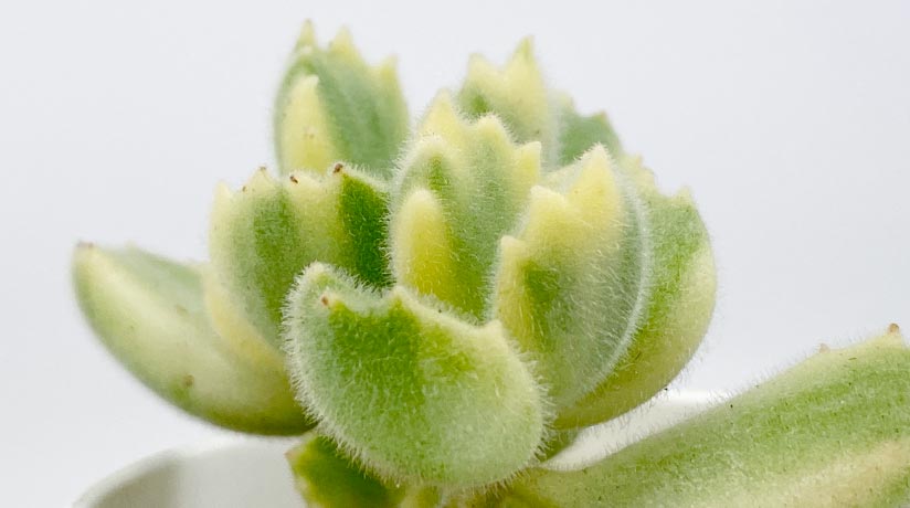 コチレドン 熊童子 錦 の育て方