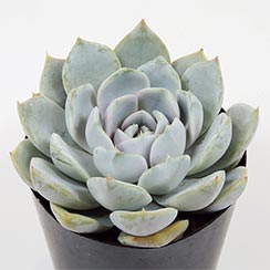 おまとめ中!39SALE!多肉植物^o^ スノーバニー おまとめ中!39SALE!多肉植物^o^ スノーバニー