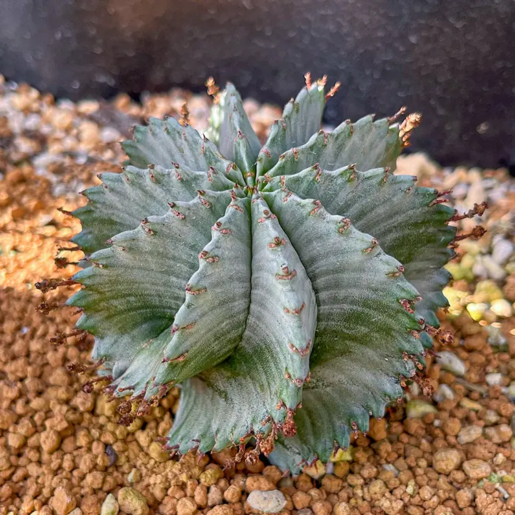 ユーフォルビア ホリダの育て方