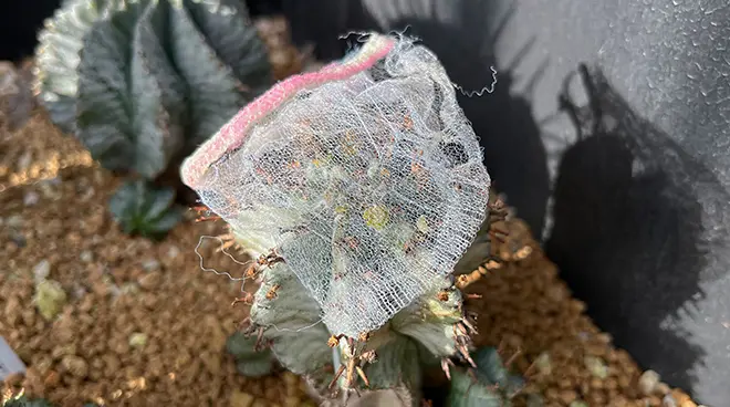 ユーフォルビア ホリダの育て方