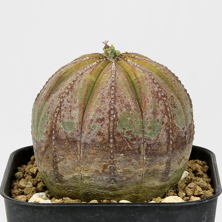ユーフォルビア オベサ Euphorbia obesa ハチラボ鉢付き（オベサ