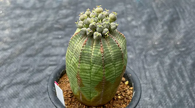 【 (実生)ユーフォルビア　オベサ♀ 自家栽培】 ユーフォルビア オベサの育て方