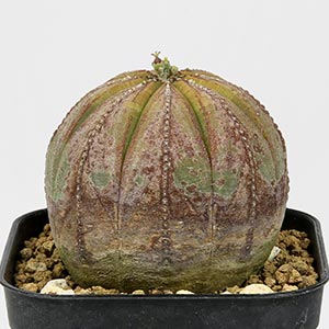 succulent-euphorbia-obesa- 