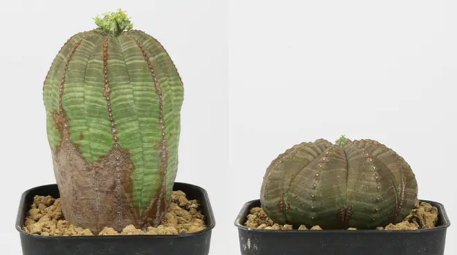 サボテン オベサ シンメトリカ