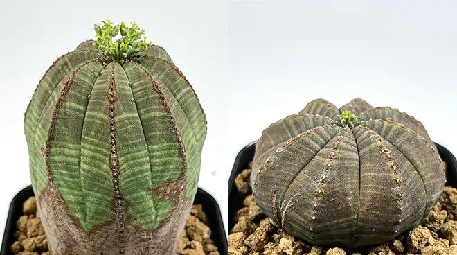 ユーフォルビア オベサの育て方