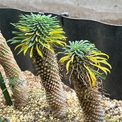 succulent-euphorbia-
