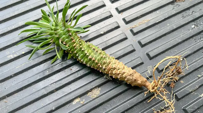 ユーフォルビア　ソテツキリン　パイナップルコーン群生　バランス◎鉢のまま発送 ユーフォルビア ソテツキリン 