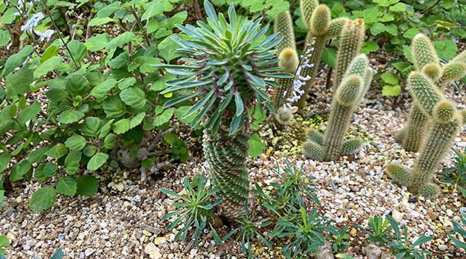 ユーフォルビア 蘇鉄麒麟 パイナップルコーン の育て方