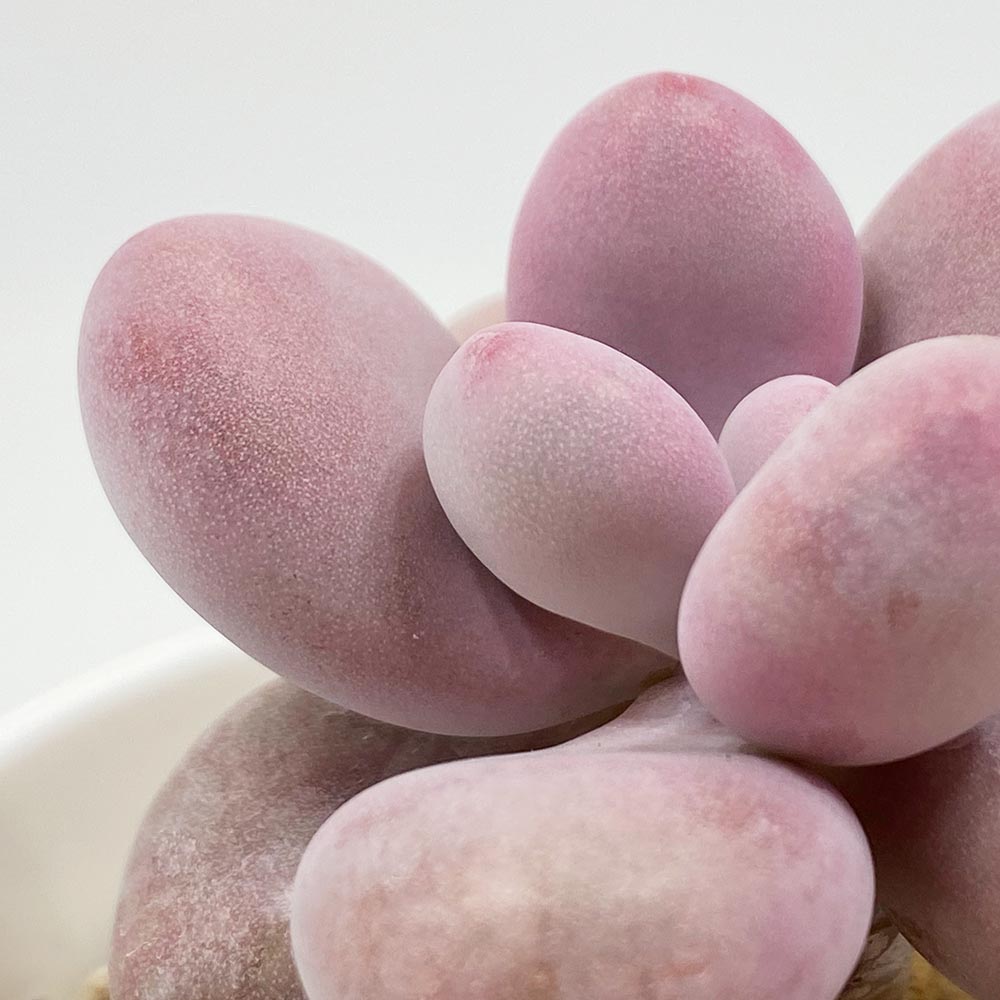 グラプトペタルム アメジスチヌム（アメジスティナム）の育て方