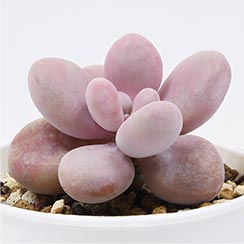 多肉植物　アメジスチヌム　カット苗1個 多肉植物 アメジスチヌム カット苗｜Yahoo!フリマ（旧PayPayフリマ）