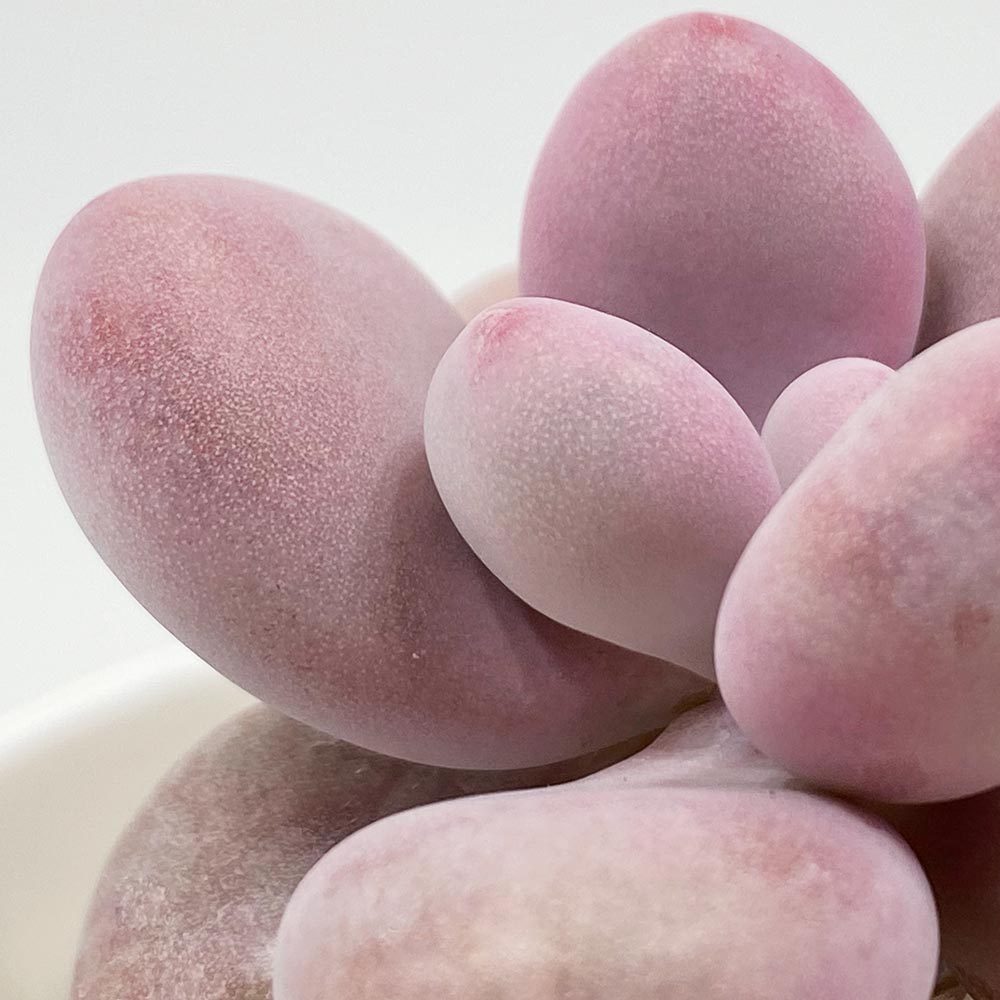 グラプトペタルム アメジスチヌム（アメジスティナム）の育て方