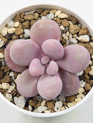 succulent-graptopetalum-