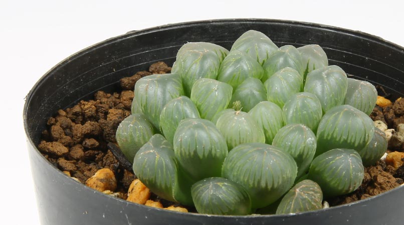 ハオルチア オブツーサ 雫石 の育て方