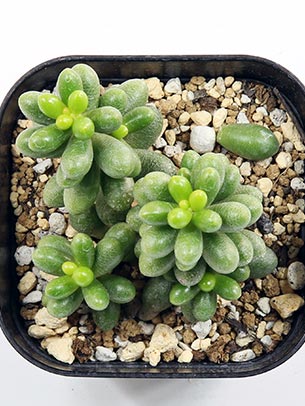 succulent-sedum-hernandezii-
