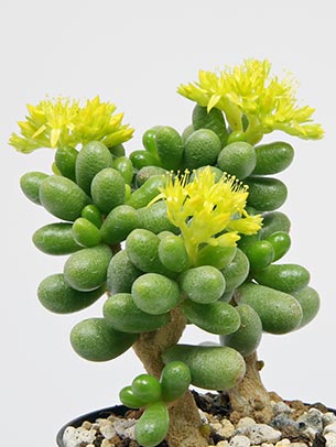 succulent-sedum-hernandezii-