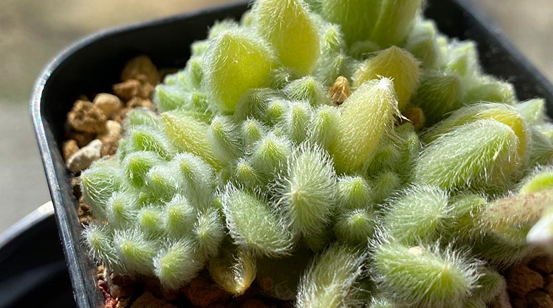 セダム モシニアナム(ヒントニー)の育て方 セダム モシニアナム(ヒントニー)の育て方